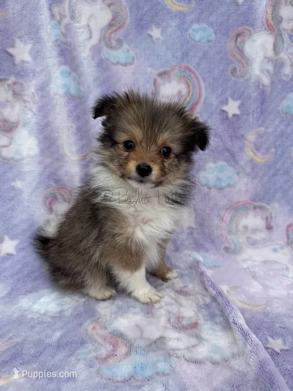 Blanche – Shetland Sheepdog, Pomeranian puppy for sale in Bonners Ferry, ID