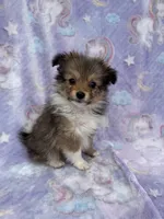 Blanche, a female Shetland Sheepdog and Pomeranian for sale in Bonners Ferry, ID – 1 of 6
