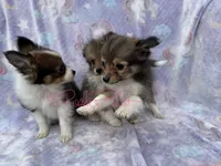 Rose, a female Shetland Sheepdog and Pomeranian for sale in Bonners Ferry, ID – 4 of 5