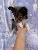 Rose, a female Shetland Sheepdog and Pomeranian for sale in Bonners Ferry, ID – 2 of 5
