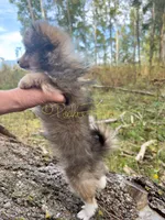 Blanche, a female Shetland Sheepdog and Pomeranian for sale in Bonners Ferry, ID – 8 of 8