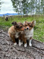 Snickers, a male Shetland Sheepdog and Pomeranian for sale in Bonners Ferry, ID – 5 of 8