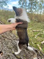 Sophia, a female Shetland Sheepdog and Pomeranian for sale in Bonners Ferry, ID – 3 of 6