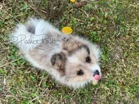 Sterling (aka Goober), a male Shetland Sheepdog and Pomeranian for sale in Bonners Ferry, ID – 6 of 10