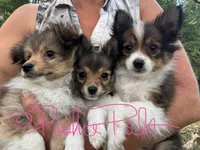 Sophia, a female Shetland Sheepdog and Pomeranian for sale in Bonners Ferry, ID – 4 of 6