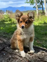 Hershey, a female Shetland Sheepdog and Pomeranian for sale in Bonners Ferry, ID – 9 of 10