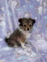 Blanche, a female Shetland Sheepdog and Pomeranian for sale in Bonners Ferry, ID – 4 of 6