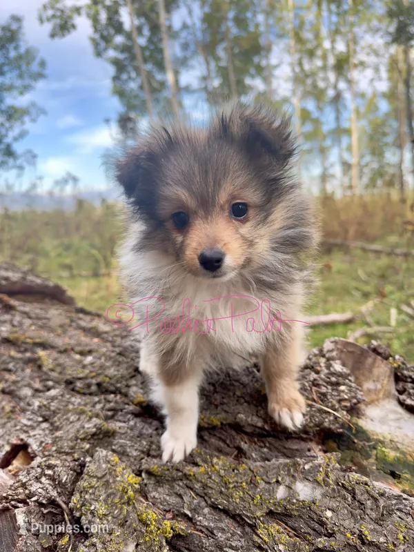 Blanche – Shetland Sheepdog, Pomeranian puppy for sale in Bonners Ferry, ID
