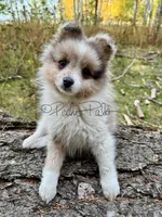 Sterling (aka Goober), a male Shetland Sheepdog and Pomeranian for sale in Bonners Ferry, ID – 10 of 10