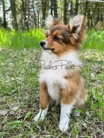 Hershey, a female Shetland Sheepdog and Pomeranian for sale in Bonners Ferry, ID – 2 of 10