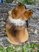Hershey, a female Shetland Sheepdog and Pomeranian for sale in Bonners Ferry, ID – 6 of 10