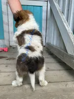 AKC Waffles, a male Shetland Sheepdog for sale in Bonners Ferry, ID – Photo 4 of 10