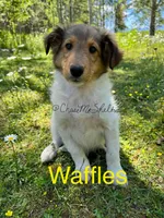 AKC Waffles, a male Shetland Sheepdog for sale in Bonners Ferry, ID – Photo 7 of 10