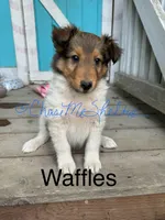 AKC Waffles, a male Shetland Sheepdog for sale in Bonners Ferry, ID – Photo 2 of 10