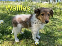 AKC Waffles, a male Shetland Sheepdog for sale in Bonners Ferry, ID – Photo 9 of 10