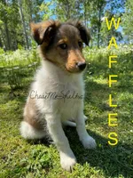 AKC Waffles, a male Shetland Sheepdog for sale in Bonners Ferry, ID – Photo 5 of 10