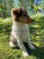 AKC Waffles, a male Shetland Sheepdog for sale in Bonners Ferry, ID – Photo 10 of 10