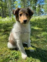 AKC Waffles, a male Shetland Sheepdog for sale in Bonners Ferry, ID – Photo 6 of 10
