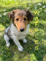 AKC Waffles, a male Shetland Sheepdog for sale in Bonners Ferry, ID – Photo 8 of 10