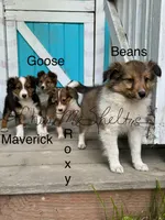 AKC Beans, a female Shetland Sheepdog for sale in Bonners Ferry, ID – Photo 8 of 10