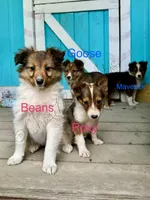 AKC Beans, a female Shetland Sheepdog for sale in Bonners Ferry, ID – Photo 9 of 10