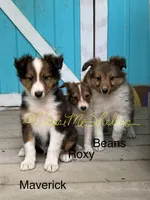 AKC Beans, a female Shetland Sheepdog for sale in Bonners Ferry, ID – Photo 10 of 10
