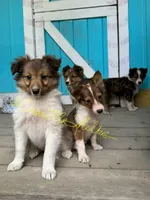 AKC Beans, a female Shetland Sheepdog for sale in Bonners Ferry, ID – Photo 7 of 10