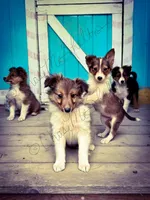 AKC Beans, a female Shetland Sheepdog for sale in Bonners Ferry, ID – Photo 2 of 10