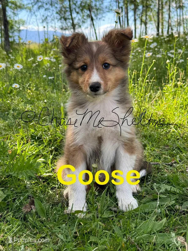 AKC Goose-pending
