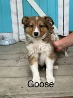 AKC Goose-pending, a male Shetland Sheepdog for sale in Bonners Ferry, ID – Photo 4 of 8