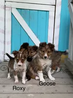 AKC Goose-pending, a male Shetland Sheepdog for sale in Bonners Ferry, ID – Photo 7 of 8