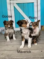 AKC Goose-pending, a male Shetland Sheepdog for sale in Bonners Ferry, ID – Photo 8 of 8