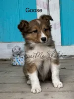 AKC Goose-pending, a male Shetland Sheepdog for sale in Bonners Ferry, ID – Photo 2 of 8