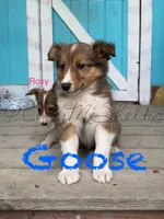 AKC Goose-pending, a male Shetland Sheepdog for sale in Bonners Ferry, ID – Photo 3 of 8