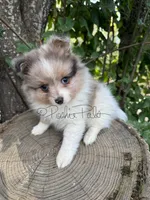 Sterling , a male Shetland Sheepdog and Pomeranian for sale in Bonners Ferry, ID – 2 of 5
