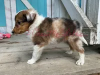 AKC Honey, a female Shetland Sheepdog for sale in Bonners Ferry, ID – Photo 4 of 6