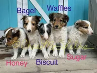 AKC Honey, a female Shetland Sheepdog for sale in Bonners Ferry, ID – Photo 5 of 6