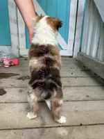 AKC Honey, a female Shetland Sheepdog for sale in Bonners Ferry, ID – Photo 3 of 6