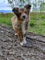 Snickers, a male Shetland Sheepdog and Pomeranian for sale in Bonners Ferry, ID – 2 of 8