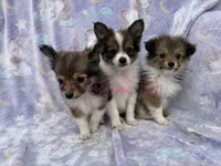 Blanche, a female Shetland Sheepdog and Pomeranian for sale in Bonners Ferry, ID – 6 of 6