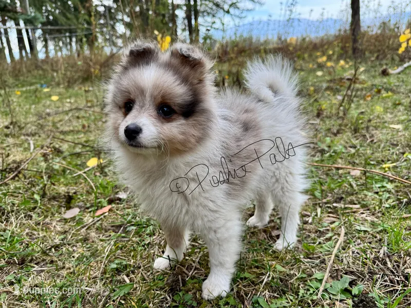 Sterling (aka Goober) – Shetland Sheepdog, Pomeranian puppy for sale in Bonners Ferry, ID