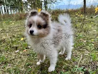 Sterling (aka Goober), a male Shetland Sheepdog and Pomeranian for sale in Bonners Ferry, ID – 1 of 10