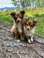 Snickers, a male Shetland Sheepdog and Pomeranian for sale in Bonners Ferry, ID – 6 of 8
