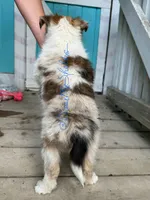 AKC Bagel, a male Shetland Sheepdog for sale in Bonners Ferry, ID – Photo 7 of 7