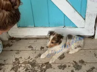 AKC Bagel, a male Shetland Sheepdog for sale in Bonners Ferry, ID – Photo 5 of 7