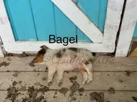 AKC Bagel, a male Shetland Sheepdog for sale in Bonners Ferry, ID – Photo 4 of 7