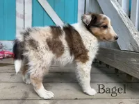 AKC Bagel, a male Shetland Sheepdog for sale in Bonners Ferry, ID – Photo 3 of 7