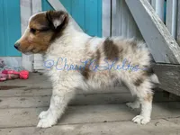 AKC Bagel, a male Shetland Sheepdog for sale in Bonners Ferry, ID – Photo 6 of 7