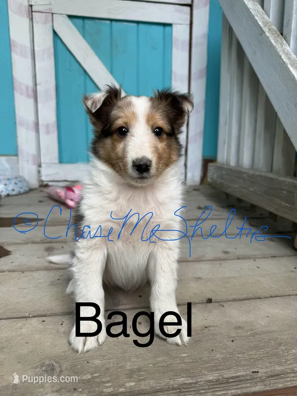 AKC Bagel