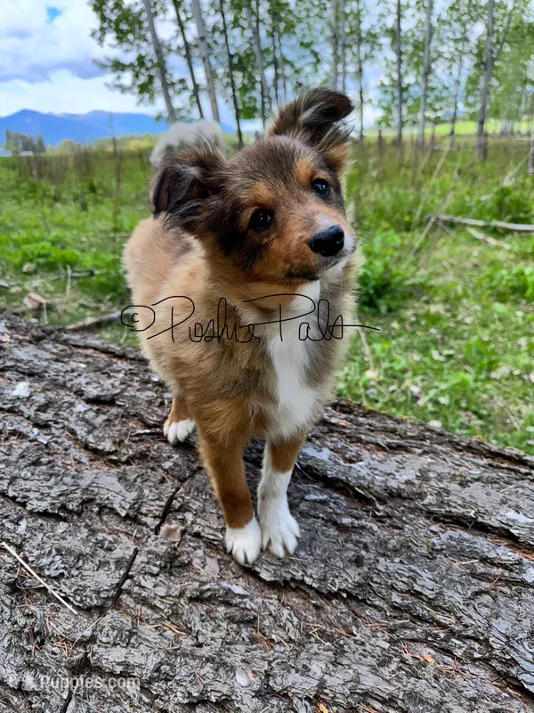 Snickers – Shetland Sheepdog, Pomeranian puppy for sale in Bonners Ferry, ID